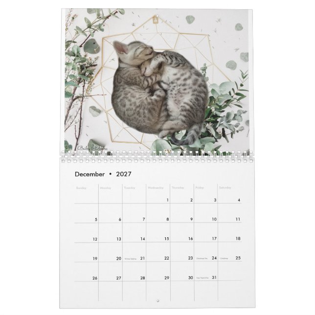 Cat Calendar 2023 (Dec 2027)