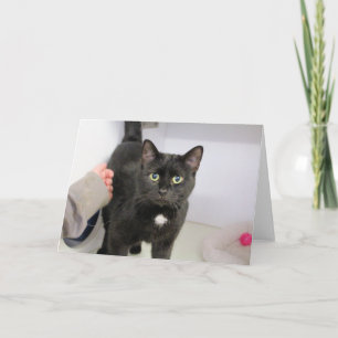 Cat Card
