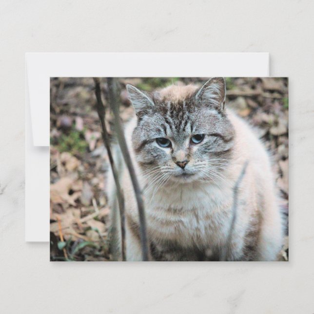 Cat Card (Front)