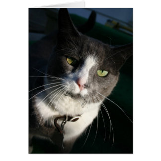 Cat Card