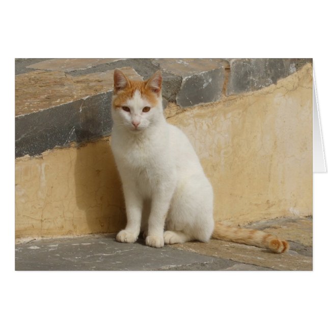 Cat Card (Front Horizontal)