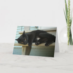 Cat Card