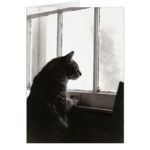 Cat Card #2