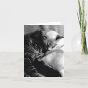 Cat Card #5
