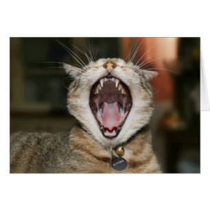 Cat Cards