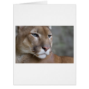 Cat Cats wild stripe print diy Anniversaries