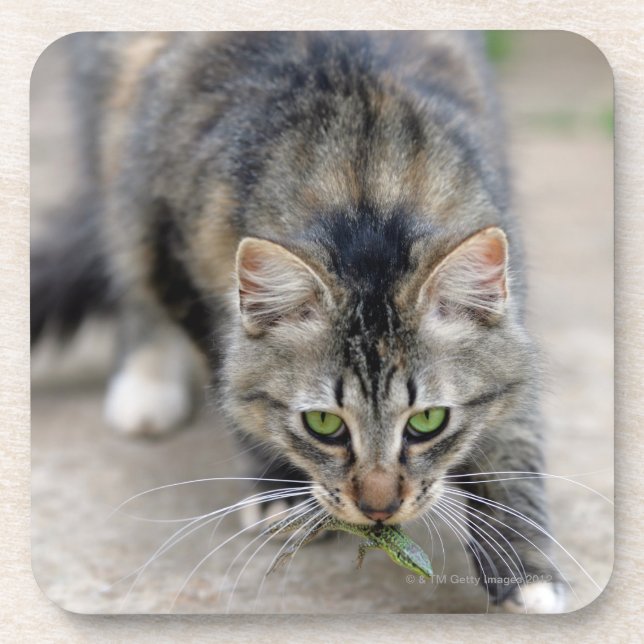 cat caught a lizard coaster (Front)