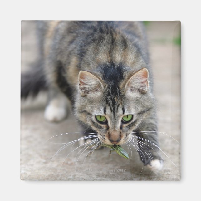 cat caught a lizard magnet (Front)