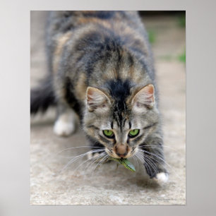 cat caught a lizard poster