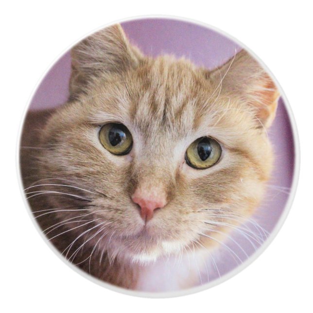 Cat Ceramic Knob (Front)
