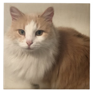 Cat ceramic tile