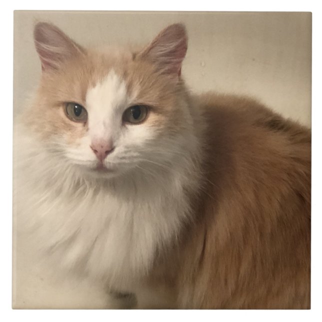 Cat  ceramic tile (Front)