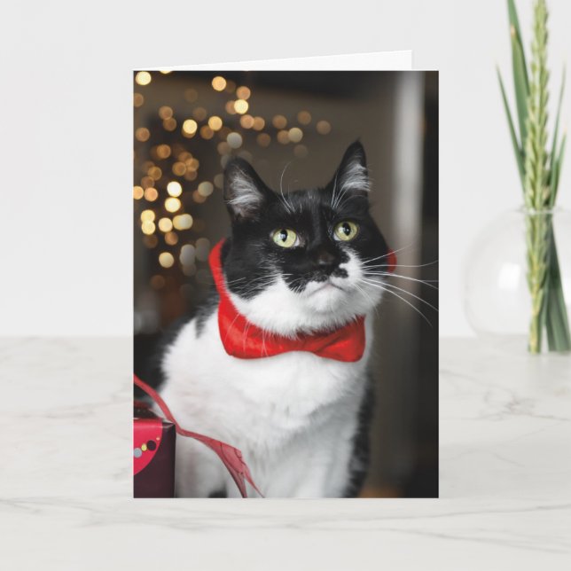Cat Christmas Card - Meowy Christmas (Front)