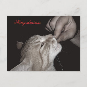 Cat christmas holiday postcard