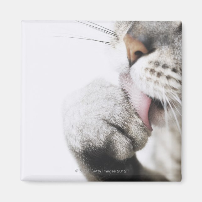 Cat cleaning paw, close-up magnet (Front)