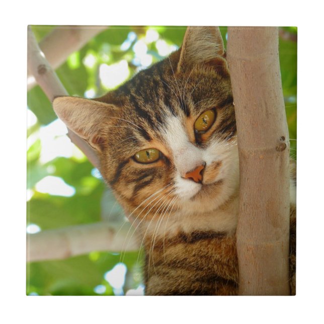 Cat Climbing a Tree Tile (Front)