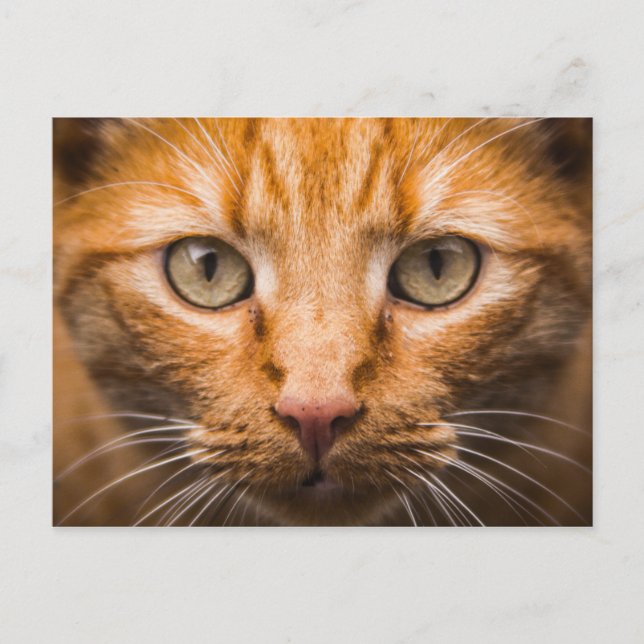Cat Close-Up postcard (Front)