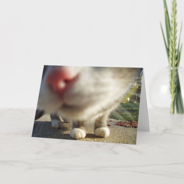 cat closeup card (Front)