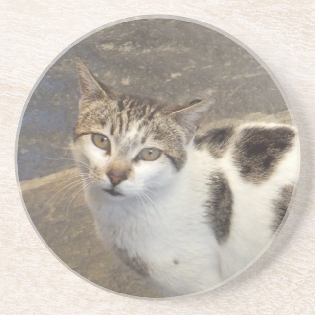 Cat coaster (Front)