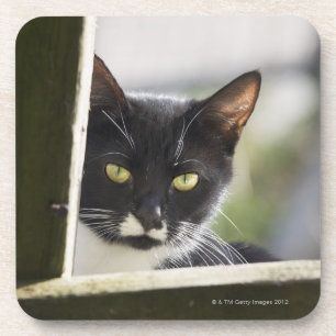Cat Coaster