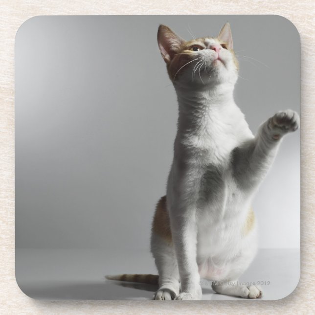 cat coaster (Front)