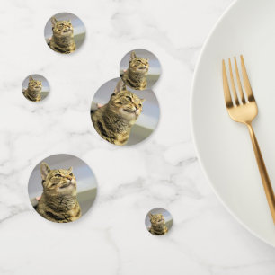 Cat confetti