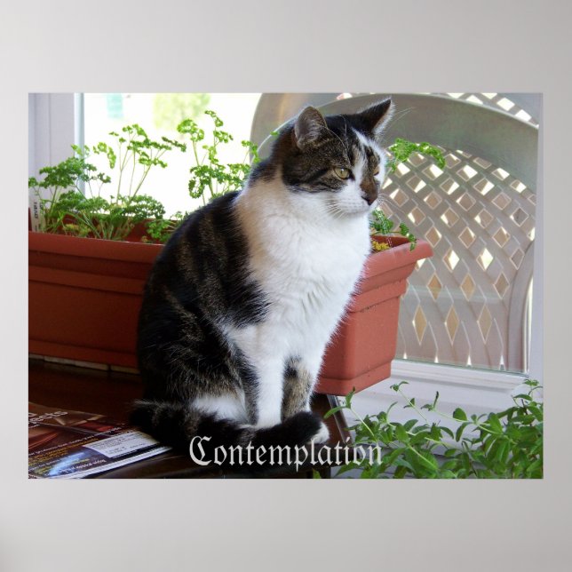 cat Contemplation poster (Front)