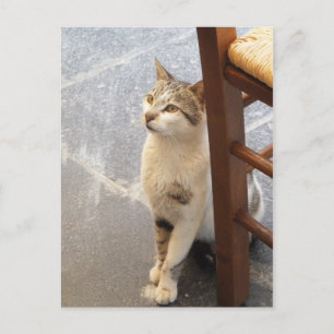 Cat custom postcard