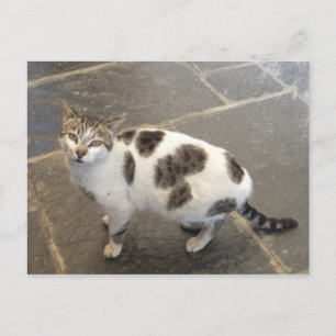 Cat custom postcard