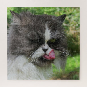 cat, cute, pet, grey, furry, domestic, feline, you jigsaw puzzle