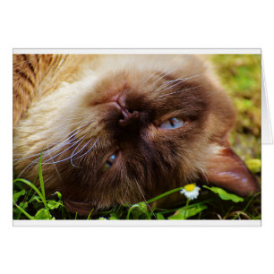 cat cute pet purr meow eyes face macro close grace