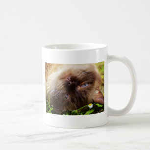 cat cute pet purr meow eyes face macro close grace coffee mug