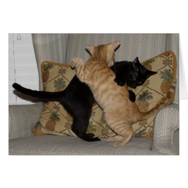 Cat Dance (Front Horizontal)