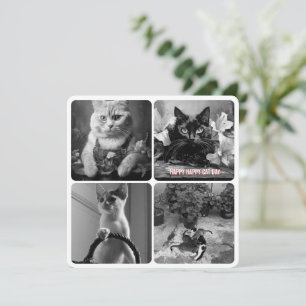 cat day black white red 