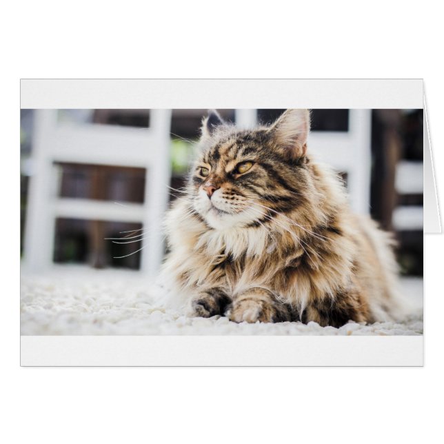Cat deep in thought (Front Horizontal)