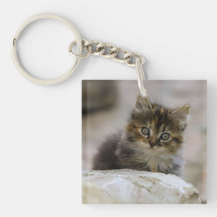 Cat, Domestic cat, Animal Key Ring