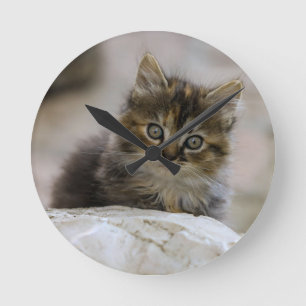 Cat, Domestic cat, Animal Round Clock