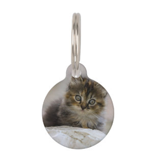 Cat, Domestic cat, Pet Tag