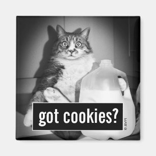 Cat Drinking Milk From Jug Magnet