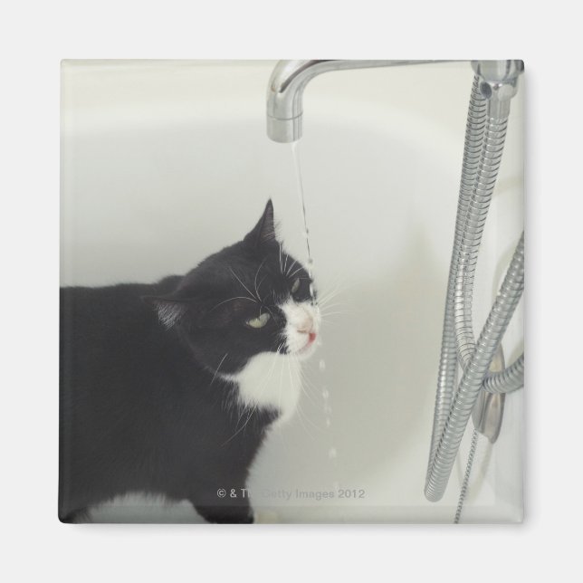 Cat Drinking Water Dripping From A Tap Magnet (Front)