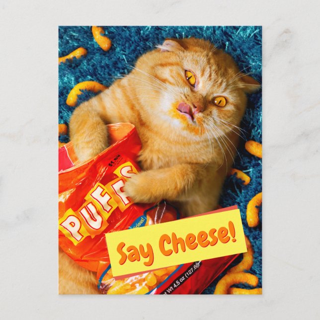 Cat Eating Cheese Puffs Invitation Postcard (Front)
