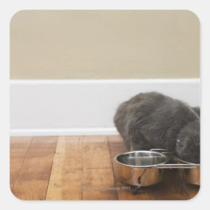 Cat eating from bowl square sticker