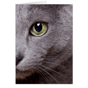 Cat Eye