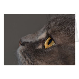 Cat Eye-Macro by Shirley Taylor