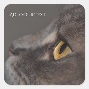 Cat Eye-Macro by Shirley Taylor Square Sticker