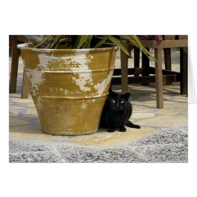 Cat eyes (Front Horizontal)