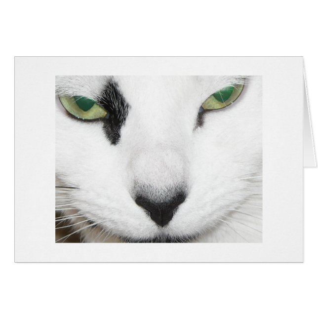 Cat Eyes (Front Horizontal)