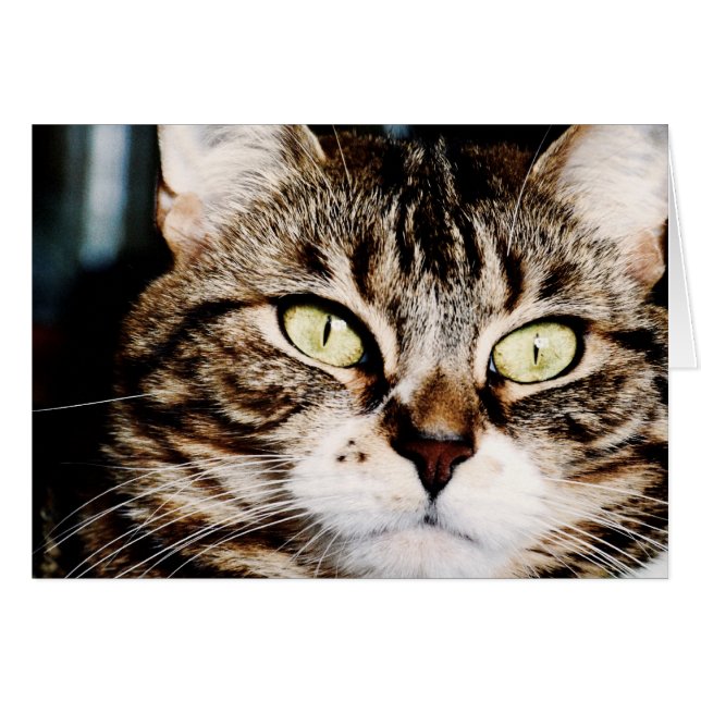 Cat Eyes Closeup Card (Front Horizontal)