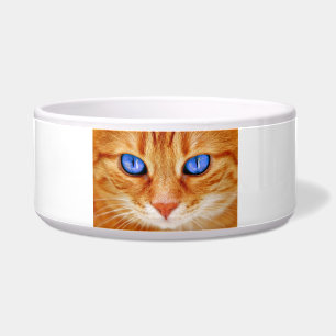 Cat Eyes Face Tiger mackerel red Cat
