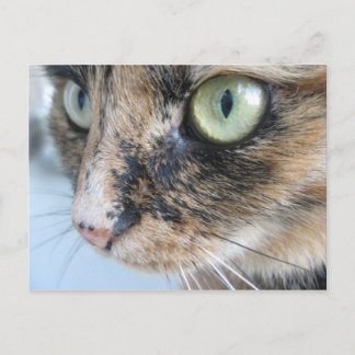 Cat eyes postcard